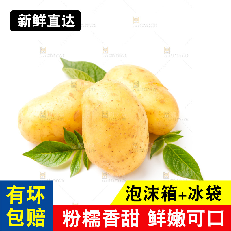新鲜土豆放在白底上