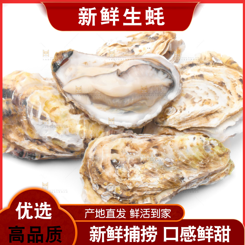 浅底上的生蚝