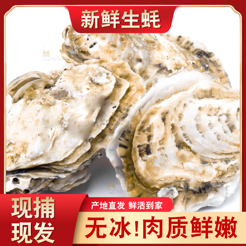 浅底上的海蛎子
