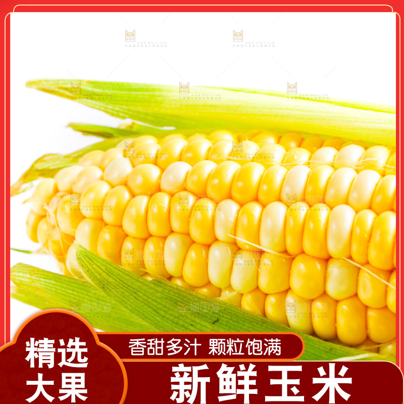 云南水果甜玉米放在白底上