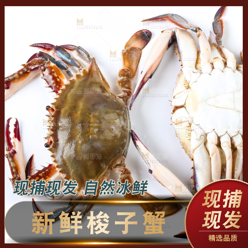 白底上摆放着海蟹