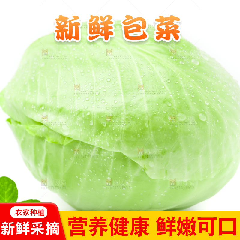 新鲜包菜放在白底上