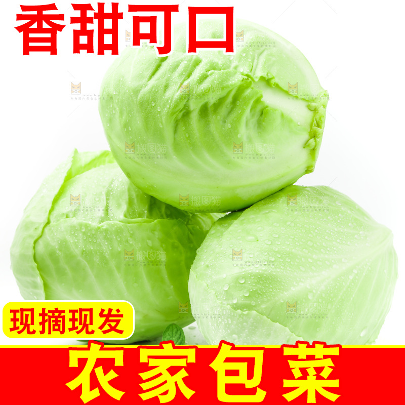 新鲜包菜放在白底上