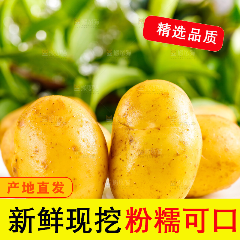 浅底上放着云南黄心土豆