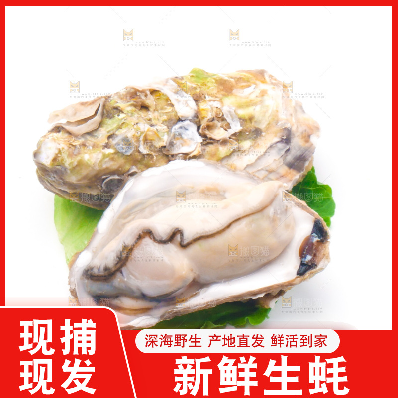 白底上放着乳山生蚝