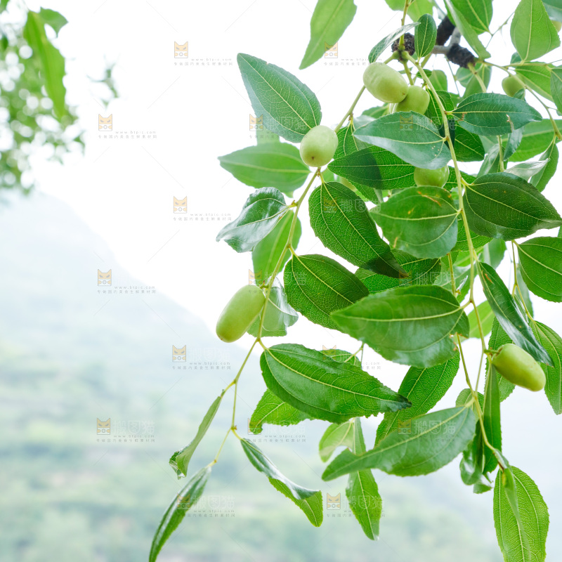 枣树上结的枣子