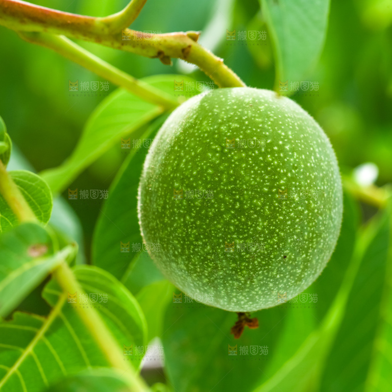树枝上的新鲜核桃