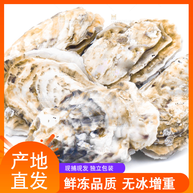 乳山生蚝放在白底上