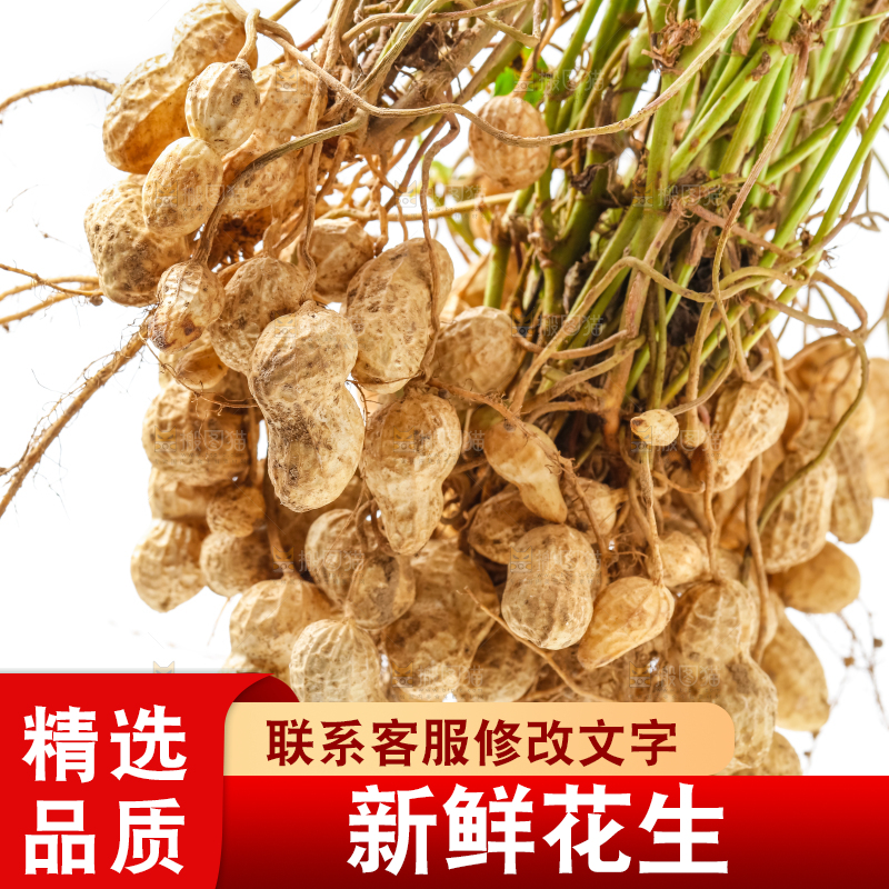 白底上的新鲜花生