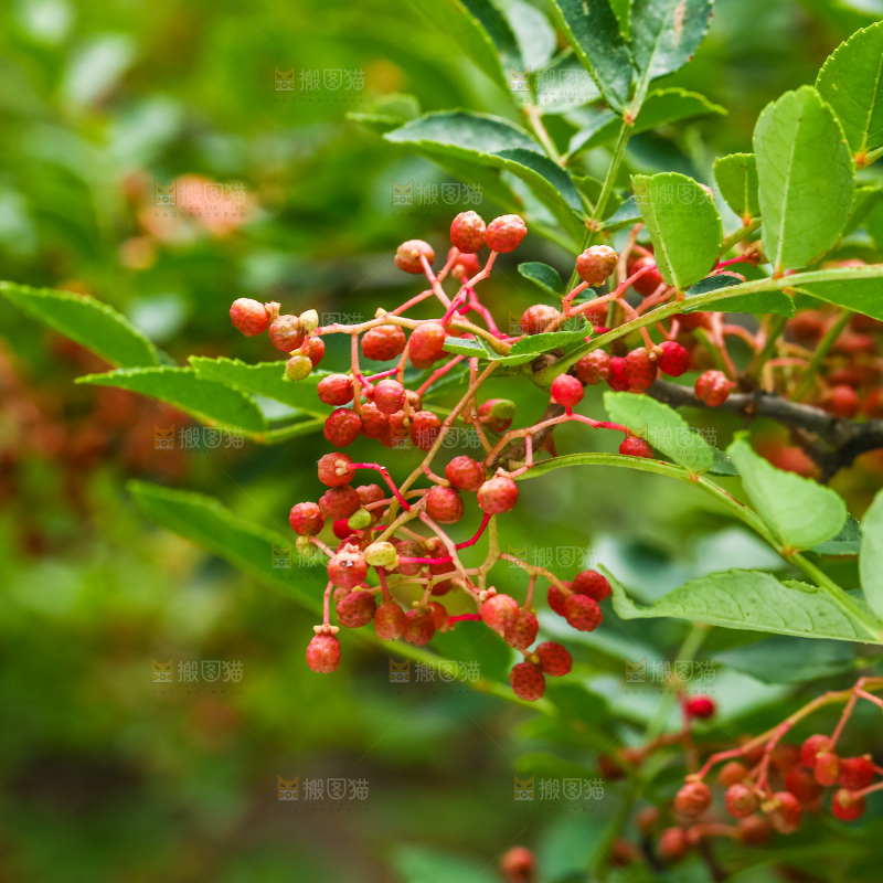 树枝上的红花椒