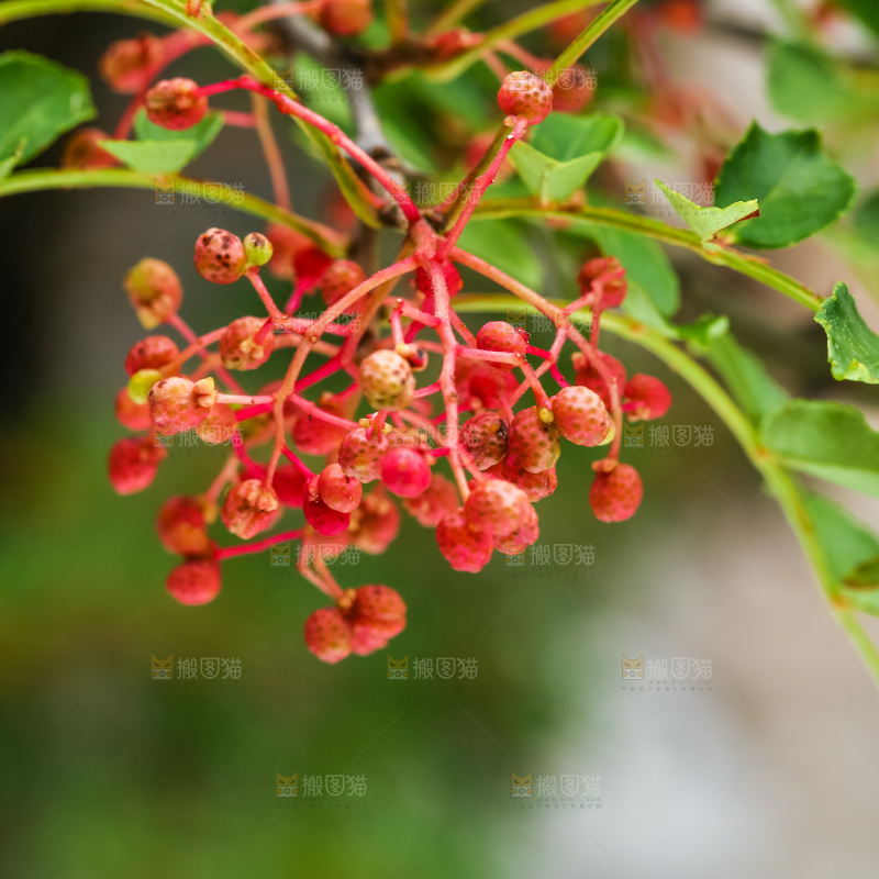 树枝上的红花椒