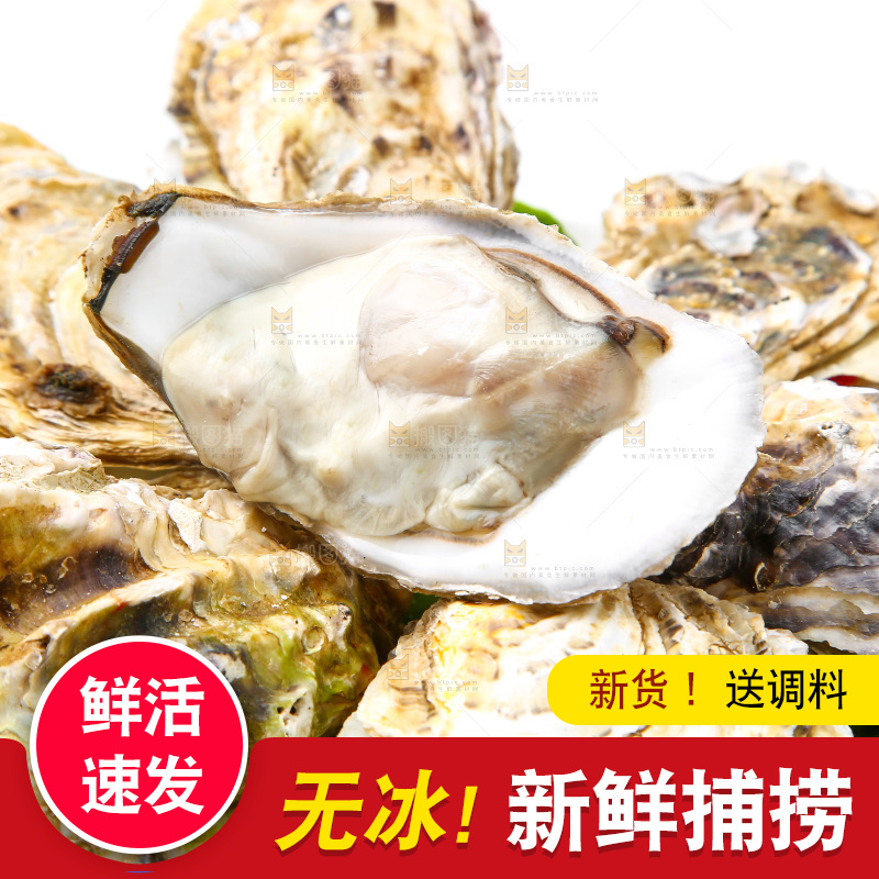白底上的乳山生蚝