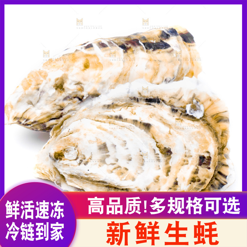 乳山生蚝放在白底上