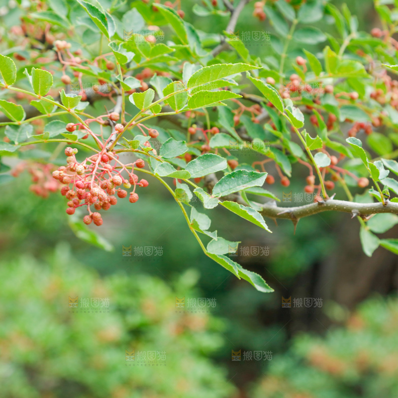 树枝上结的花椒