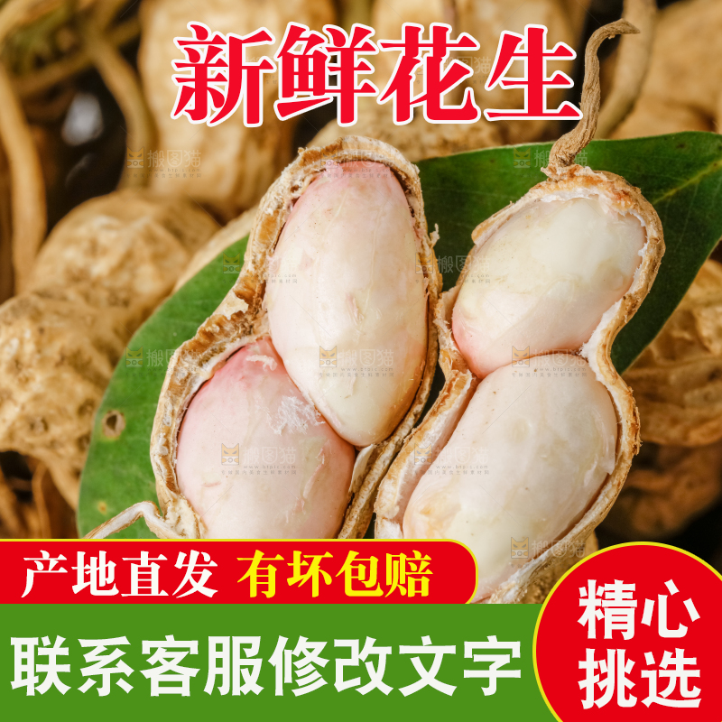 白底上的新鲜花生