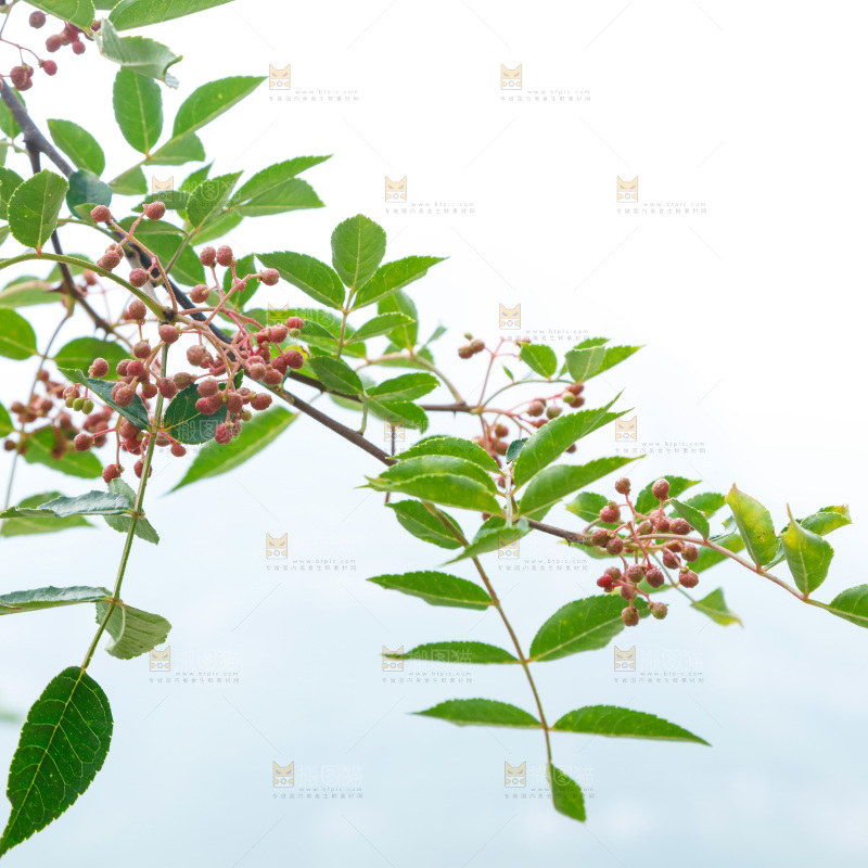 树枝上结的花椒