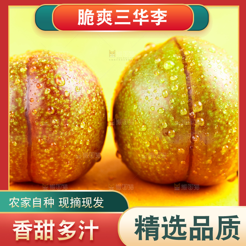 浅底上放着钱排三华李