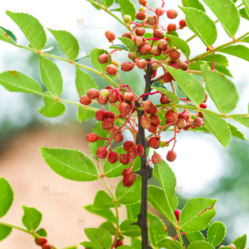 树枝上的红花椒