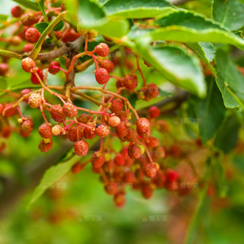 树枝上结的红花椒