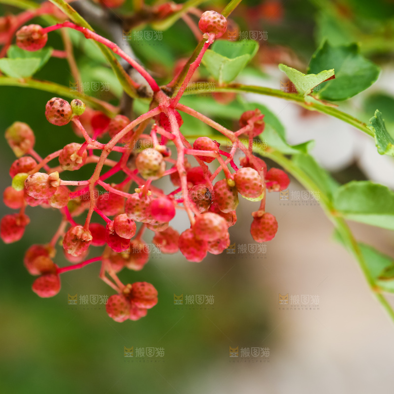 树枝上的红花椒