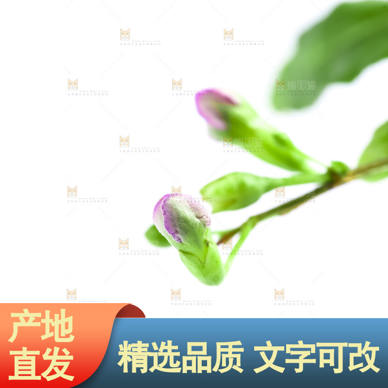 白底上放着枸杞树枝