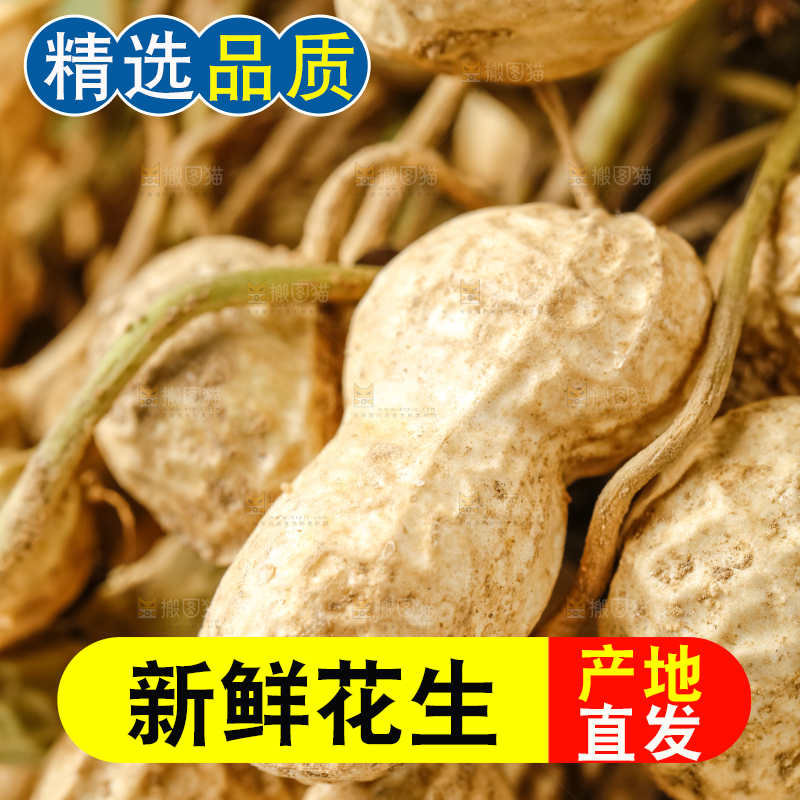 白底上的新鲜花生