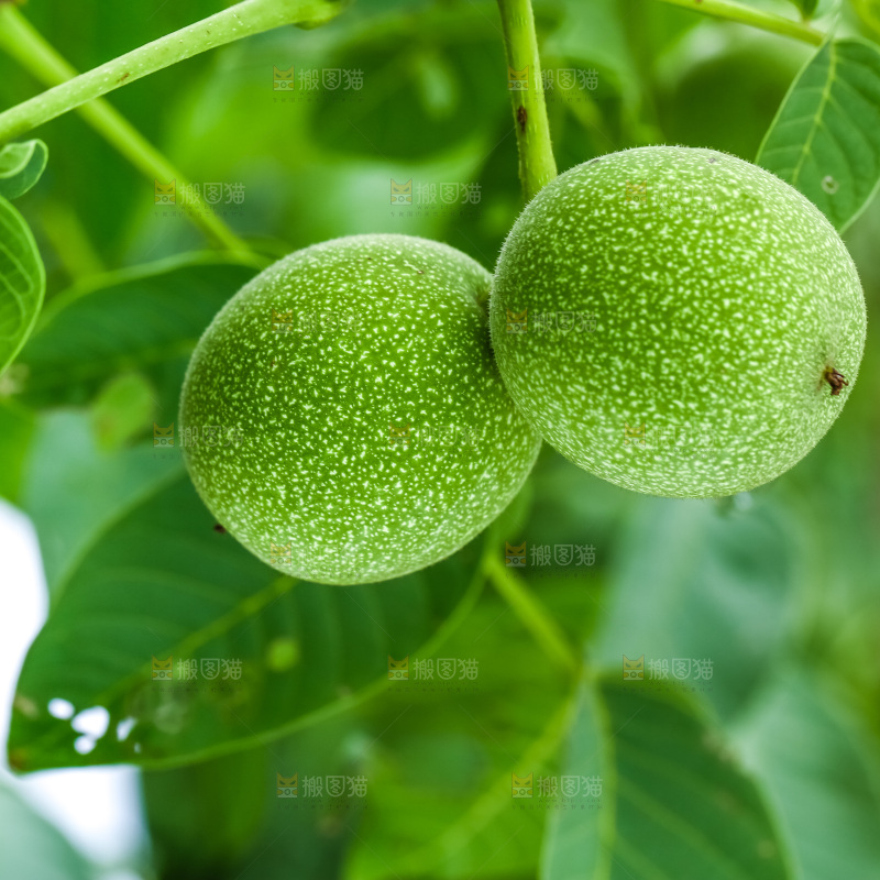 树枝上结的核桃