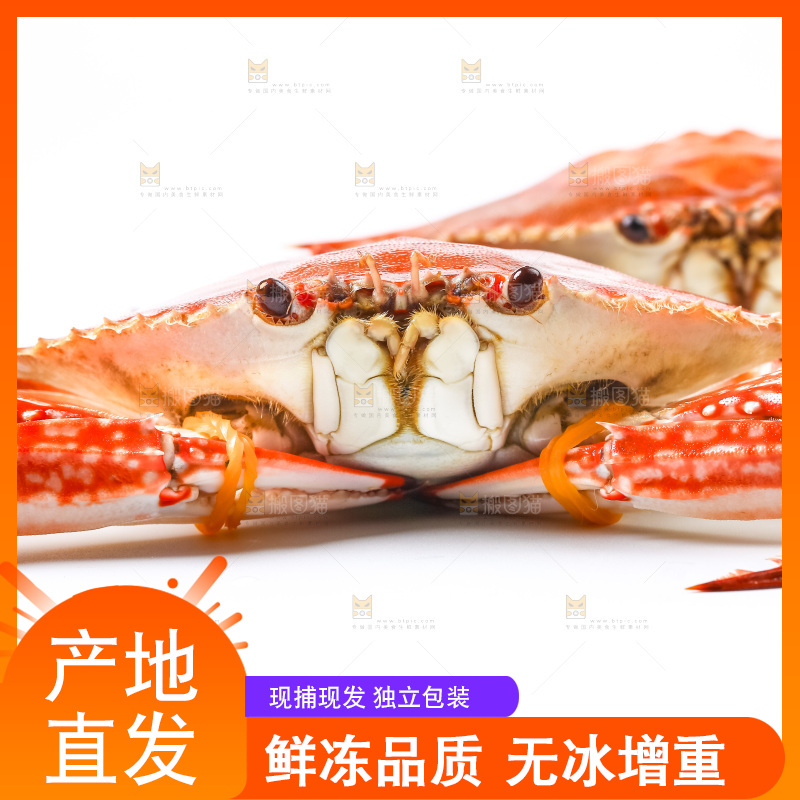 白底上摆放着舟山梭子蟹