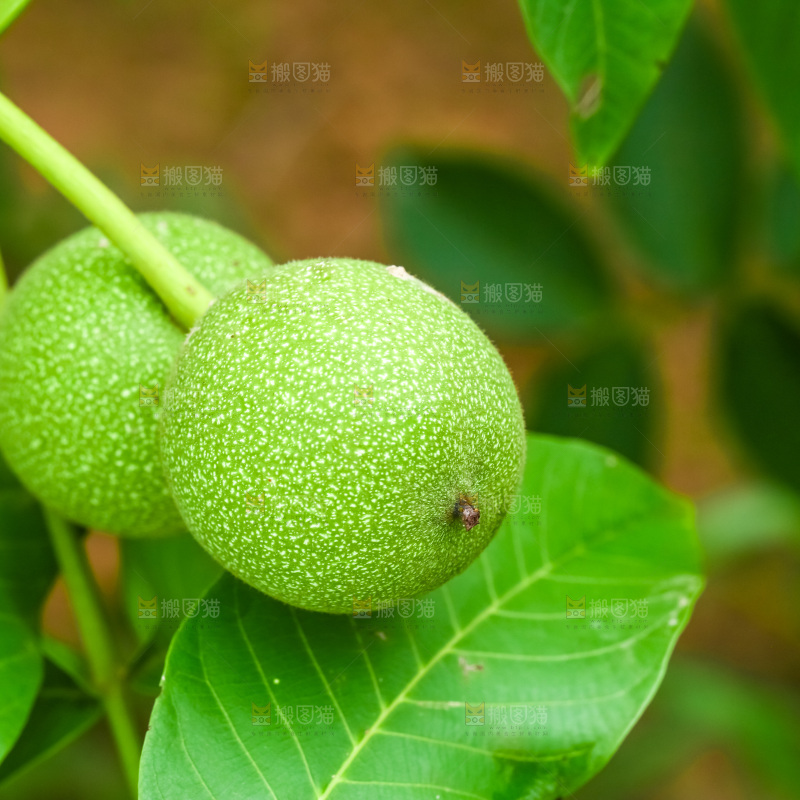 树枝上结的核桃