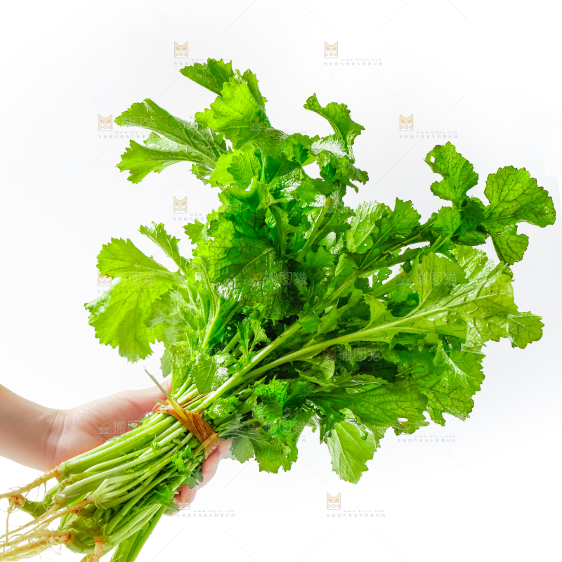 白底上的腊菜