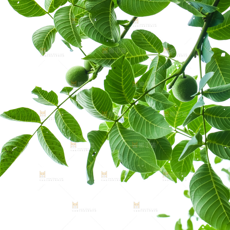 树枝上结的核桃