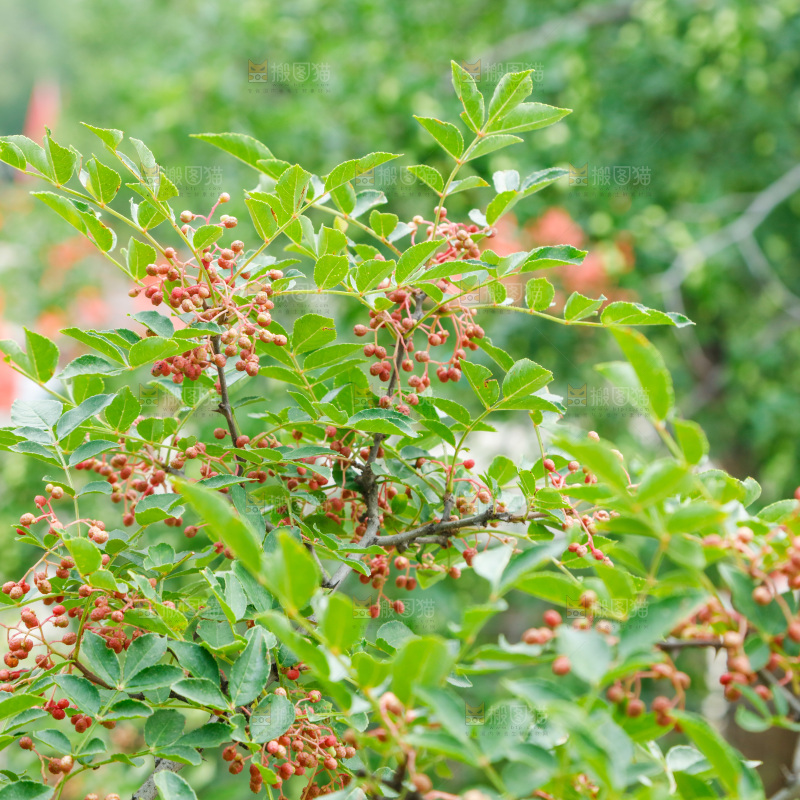 树枝上结的花椒