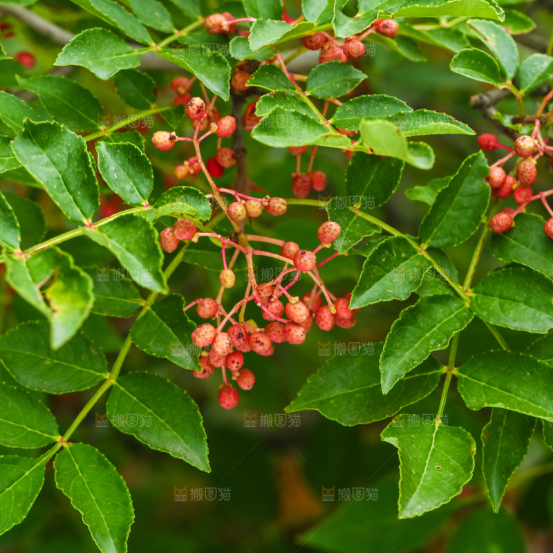 树枝上结的红花椒