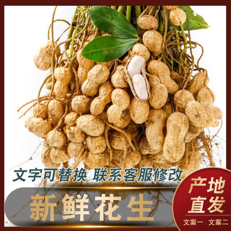 一堆新鲜带壳的花生
