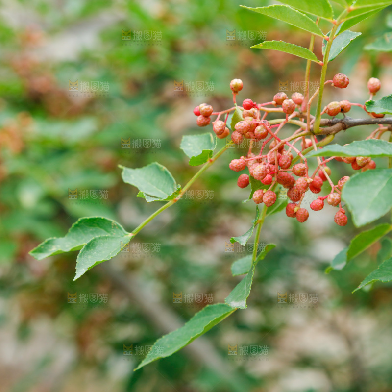 树枝上结的花椒