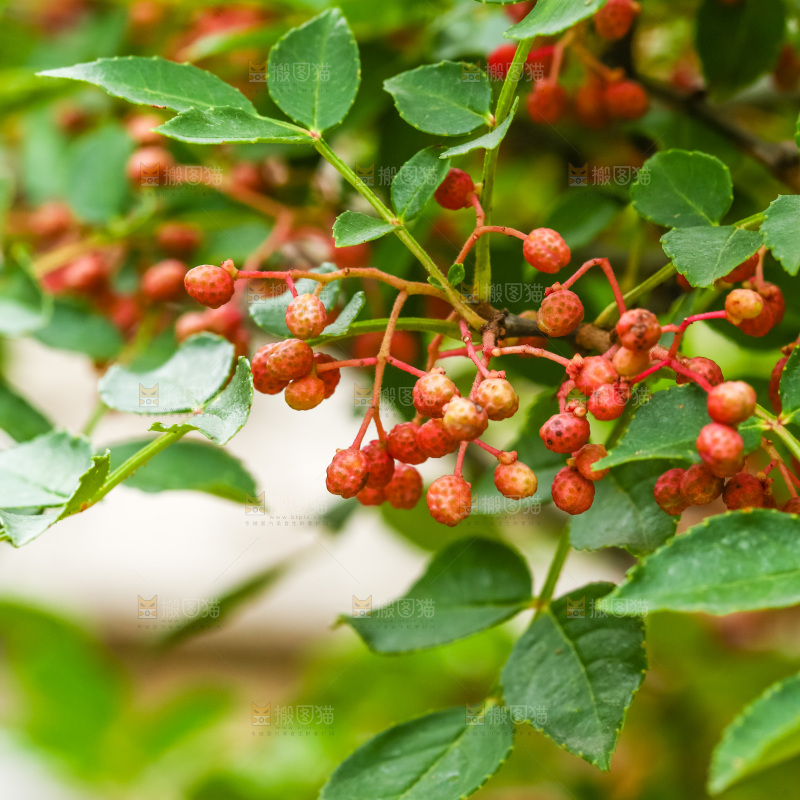 树枝上结的红花椒