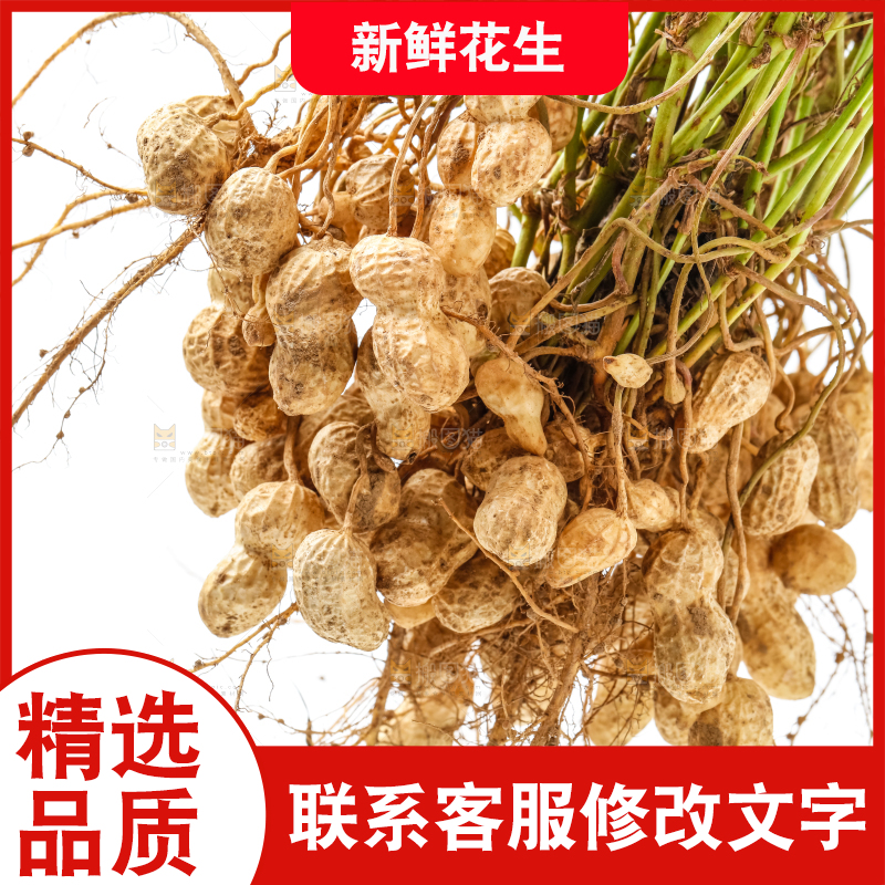 白底上的新鲜花生