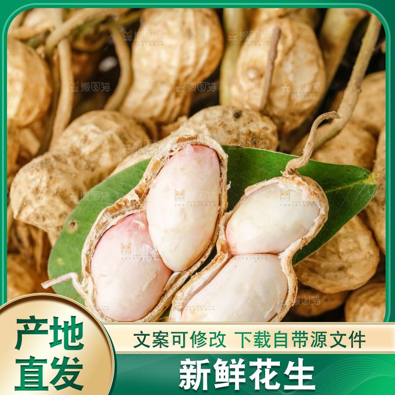 白底上的新鲜花生