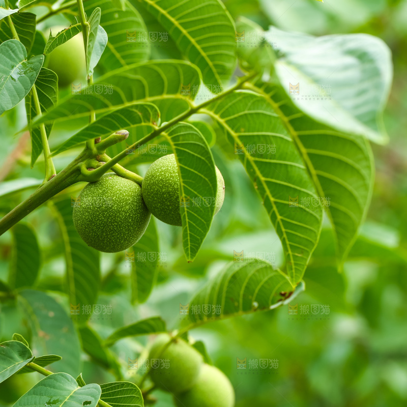 树枝上的新鲜核桃