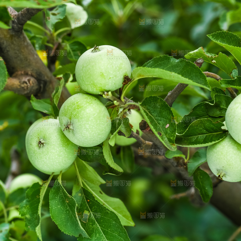 树枝上结的苹果
