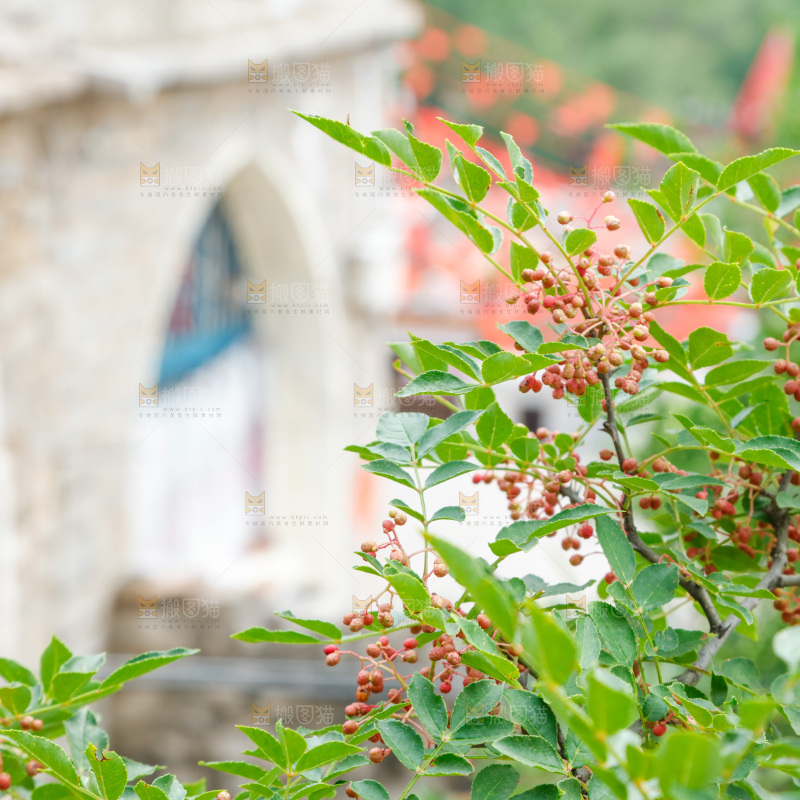 树枝上结的花椒