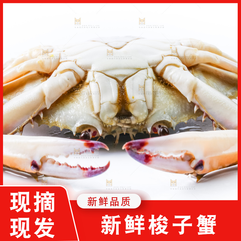 白底上摆放着舟山梭子蟹