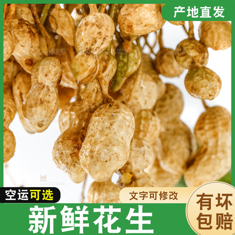 白底上的新鲜花生