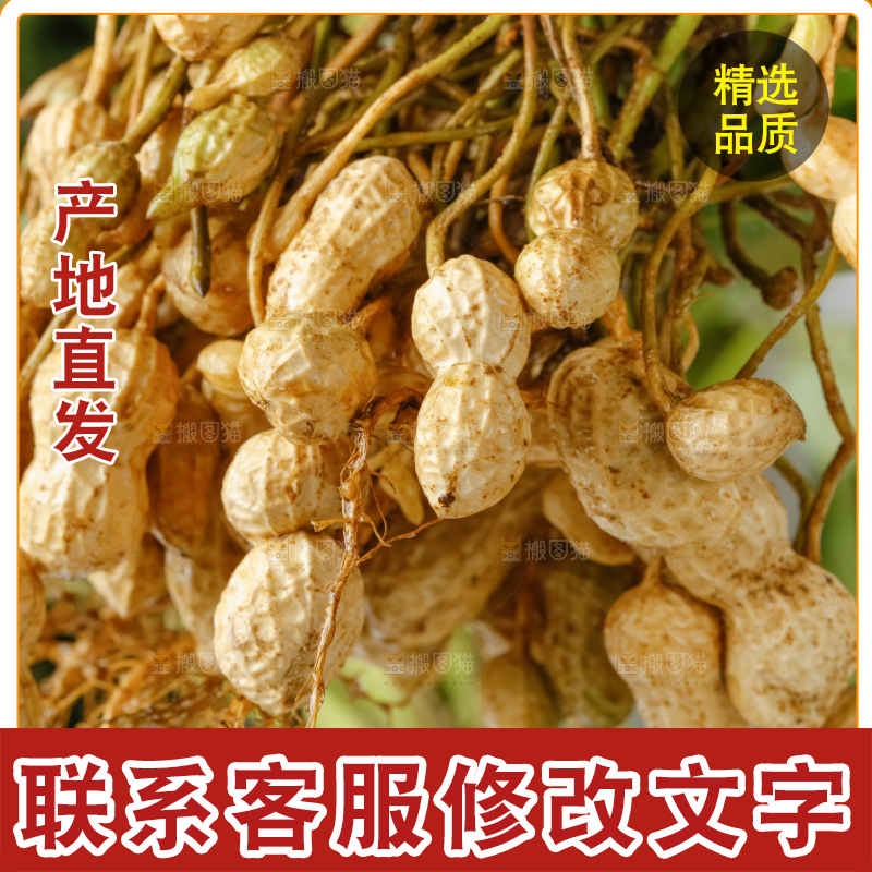 白底上放着一堆新鲜带壳花生