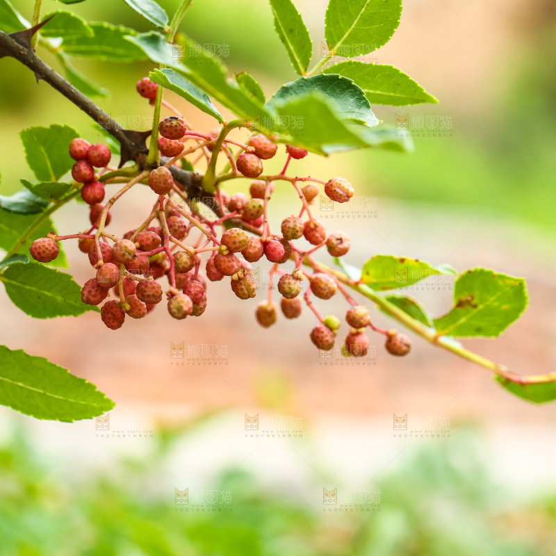 树枝上结的红花椒