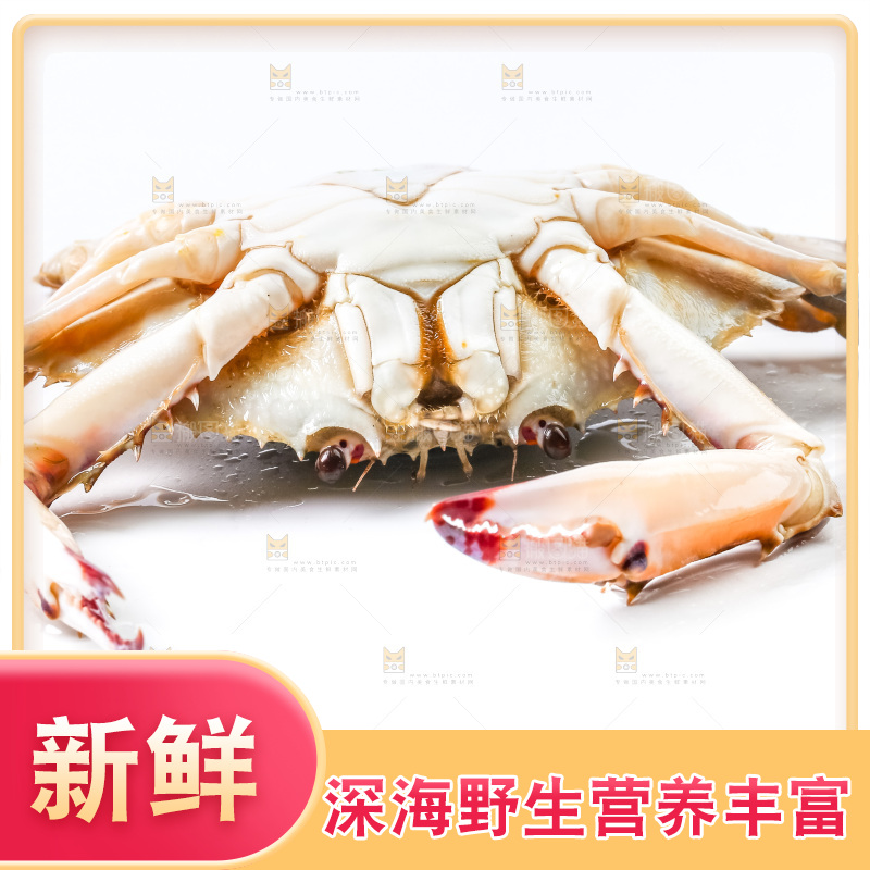 白底上摆放着舟山梭子蟹