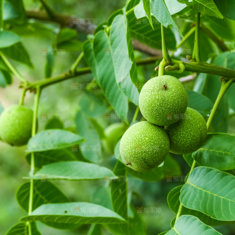 树枝上结的核桃