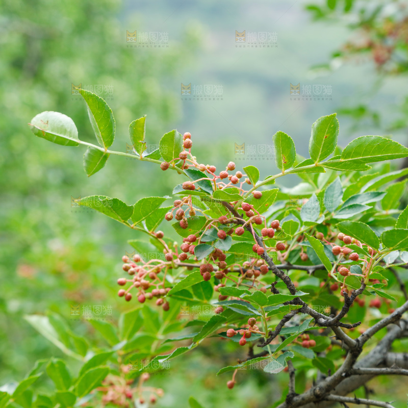 树枝上结的花椒