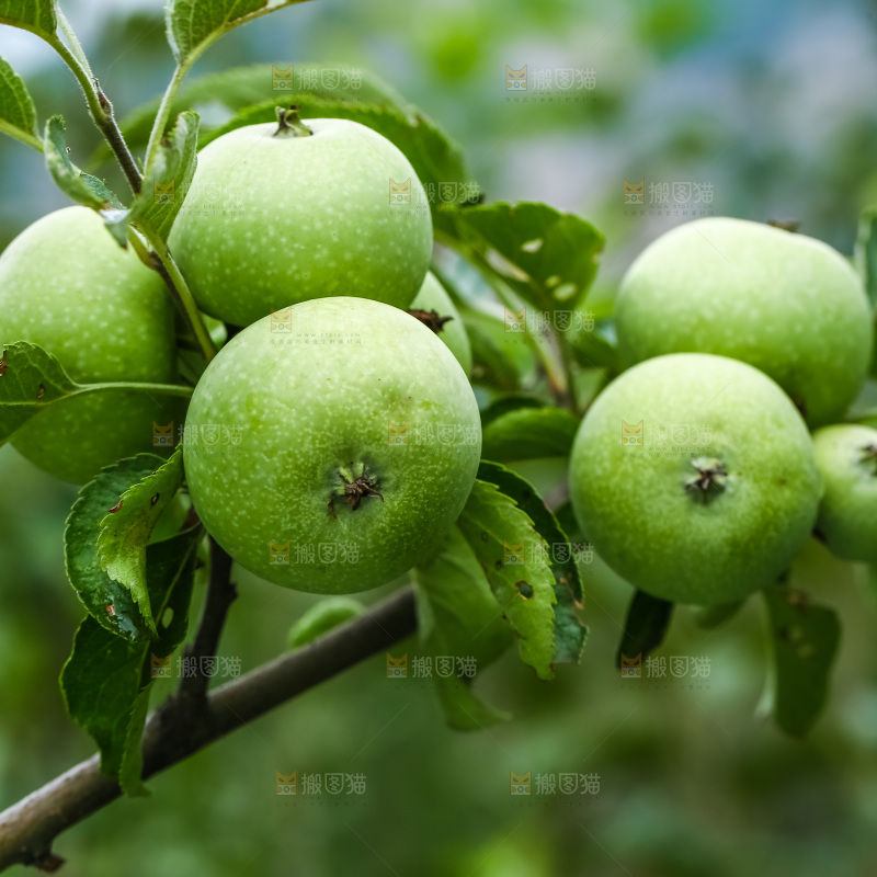 树枝上结的苹果