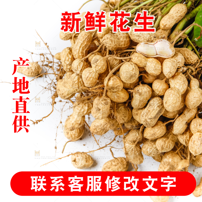 白底上的新鲜花生